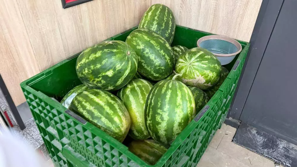 Adana’da Karpuz Tarlada Kaldı! Ziraat Odası Başkanı: “Belediyeler Hasat Edip Ücretsiz Dağıtsın”